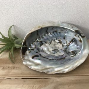 Abelone Schelp groot 9-12 cm