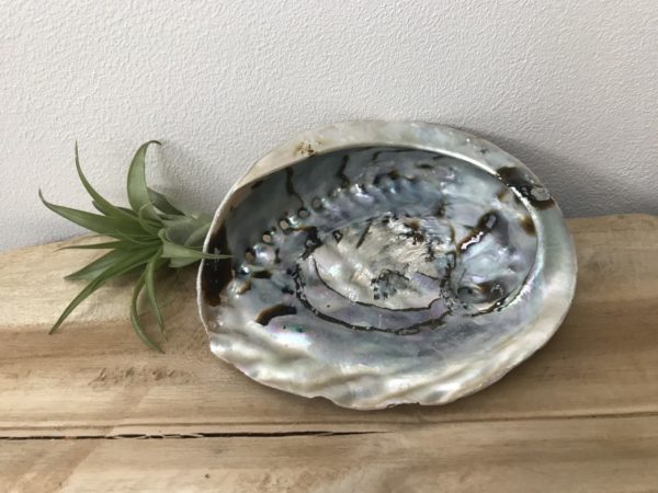 Abelone Schelp groot 9-12 cm