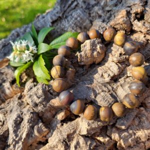 Armband Tijgeroog Frosted 10 mm