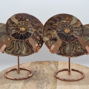 Ammoniet set nr. 1