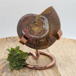 Ammoliet nr. 2