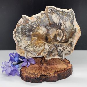 Versteend Hout plak op standaard nr.1