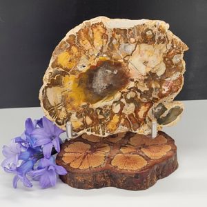 Versteend Hout plak op standaard nr.2