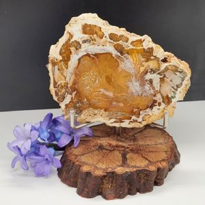 Versteend Hout plak op standaard nr.3